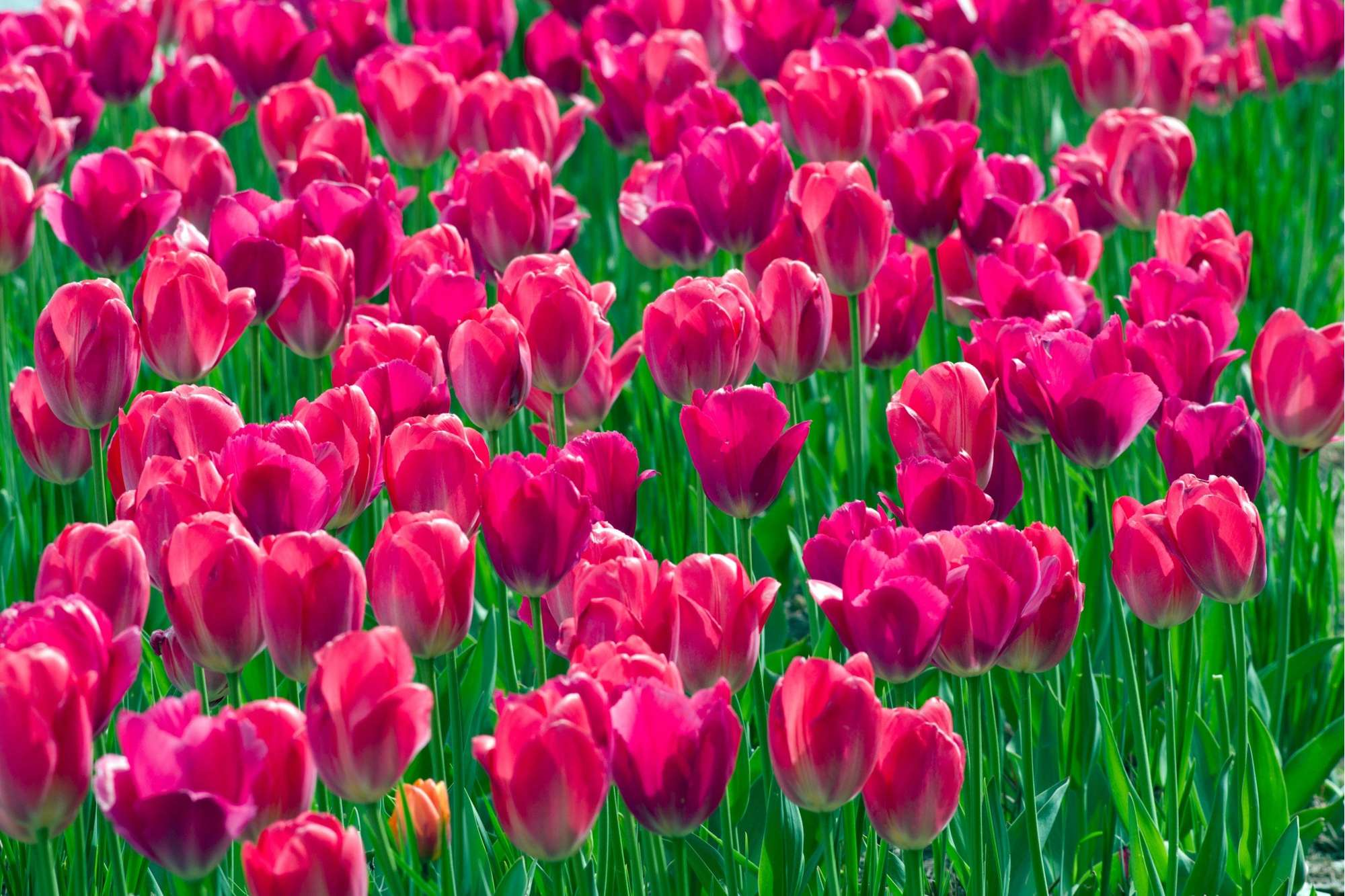 Tulpe 'Lady van Eijk'